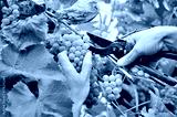 preview cold
