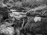 preview bw
