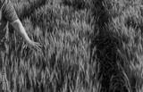 preview bw