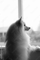 preview bw