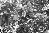 preview bw
