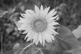 preview bw