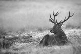 preview bw
