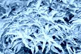 preview cold