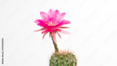 image to crop