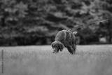 preview bw