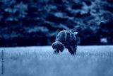 preview cold