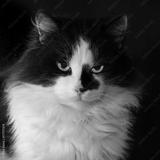 preview bw