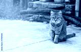 preview cold