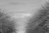preview bw