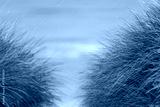preview cold