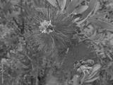 preview bw