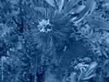 preview cold