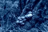 preview cold