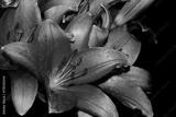 preview bw