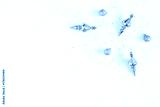 preview cold