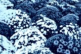 preview cold