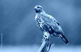 preview cold