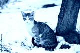 preview cold