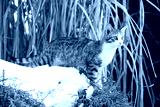 preview cold