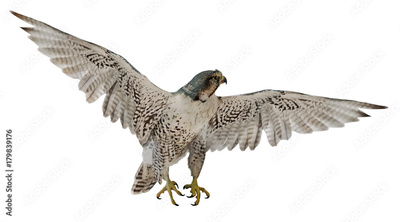 image to crop