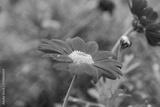 preview bw