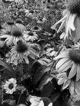 preview bw