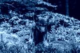 preview cold