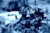 preview cold