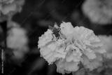preview bw
