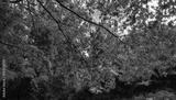 preview bw