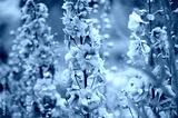 preview cold