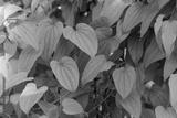 preview bw