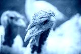 preview cold