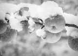 preview bw