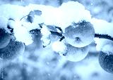 preview cold