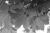 preview bw
