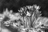 preview bw