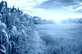preview cold