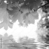 preview bw