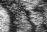 preview bw