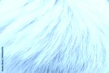 preview cold