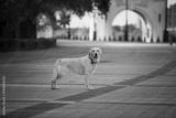 preview bw