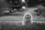 preview bw
