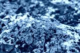 preview cold