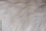 preview original