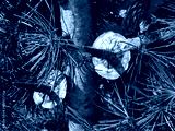 preview cold