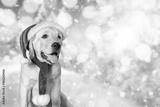 preview bw