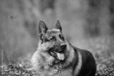 preview bw