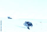 preview cold
